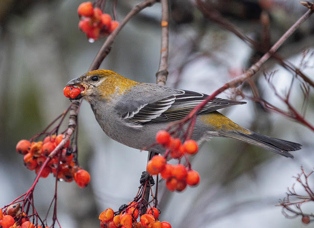 Summary of 2024 Lardeau Christmas Bird Count – Lardeau Valley LINKS