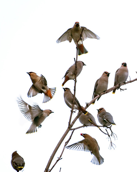 Lardeau Christmas Bird Count Summary – Lardeau Valley LINKS